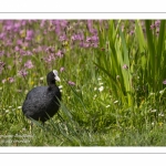 Foulque macroule - Fulica atra - Eurasian Coot