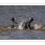 Foulque macroule - Fulica atra - Eurasian Coot