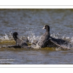 Foulque macroule - Fulica atra - Eurasian Coot