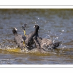 Foulque macroule - Fulica atra - Eurasian Coot