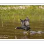 Foulque macroule - Fulica atra - Eurasian Coot