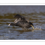 Foulque macroule - Fulica atra - Eurasian Coot