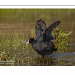 Foulque macroule - Fulica atra - Eurasian Coot