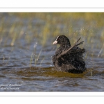 Foulque macroule - Fulica atra - Eurasian Coot