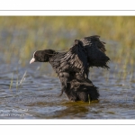 Foulque macroule - Fulica atra - Eurasian Coot