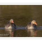 Oie cendrée - Anser anser - Greylag Goose