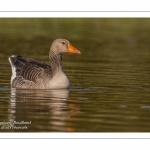 Oie cendrée - Anser anser - Greylag Goose