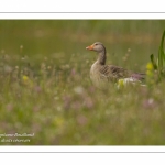 Oie cendrée - Anser anser - Greylag Goose