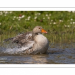 Oie cendrée - Anser anser - Greylag Goose