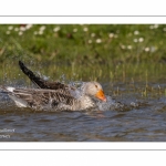 Oie cendrée - Anser anser - Greylag Goose