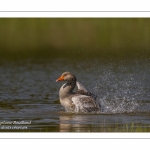 Oie cendrée - Anser anser - Greylag Goose