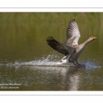 Oie cendrée - Anser anser - Greylag Goose