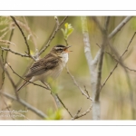 Phragmite des joncs - Acrocephalus schoenobaenus - Sedge Warbler