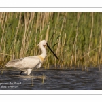 Spatule blanche - Platalea leucorodia - Eurasian Spoonbill