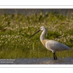 Spatule blanche - Platalea leucorodia - Eurasian Spoonbill