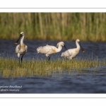 Spatule blanche - Platalea leucorodia - Eurasian Spoonbill