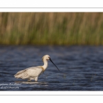 Spatule blanche - Platalea leucorodia - Eurasian Spoonbill