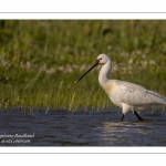 Spatule blanche - Platalea leucorodia - Eurasian Spoonbill