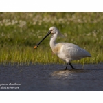 Spatule blanche - Platalea leucorodia - Eurasian Spoonbill