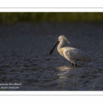 Spatule blanche - Platalea leucorodia - Eurasian Spoonbill