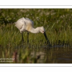 Spatule blanche - Platalea leucorodia - Eurasian Spoonbill