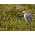 Spatule blanche - Platalea leucorodia - Eurasian Spoonbill