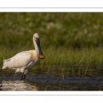 Spatule blanche - Platalea leucorodia - Eurasian Spoonbill