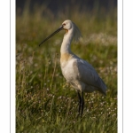 Spatule blanche - Platalea leucorodia - Eurasian Spoonbill