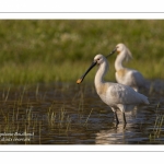 Spatule blanche - Platalea leucorodia - Eurasian Spoonbill