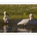 Spatule blanche - Platalea leucorodia - Eurasian Spoonbill