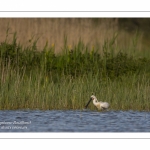 Spatule blanche - Platalea leucorodia - Eurasian Spoonbill