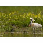 Spatule blanche - Platalea leucorodia - Eurasian Spoonbill