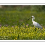 Spatule blanche - Platalea leucorodia - Eurasian Spoonbill