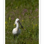 Spatule blanche - Platalea leucorodia - Eurasian Spoonbill