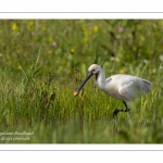 Spatule blanche - Platalea leucorodia - Eurasian Spoonbill