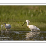 Spatule blanche - Platalea leucorodia - Eurasian Spoonbill