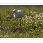 Spatule blanche - Platalea leucorodia - Eurasian Spoonbill