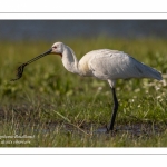 Spatule blanche - Platalea leucorodia - Eurasian Spoonbill