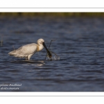 Spatule blanche - Platalea leucorodia - Eurasian Spoonbill