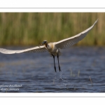 Spatule blanche - Platalea leucorodia - Eurasian Spoonbill