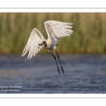 Spatule blanche - Platalea leucorodia - Eurasian Spoonbill