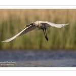 Spatule blanche - Platalea leucorodia - Eurasian Spoonbill