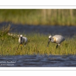 Spatule blanche - Platalea leucorodia - Eurasian Spoonbill