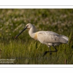 Spatule blanche - Platalea leucorodia - Eurasian Spoonbill