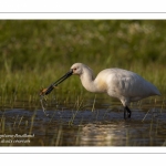 Spatule blanche - Platalea leucorodia - Eurasian Spoonbill