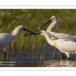 Spatule blanche - Platalea leucorodia - Eurasian Spoonbill