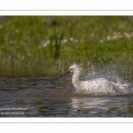 Spatule blanche - Platalea leucorodia - Eurasian Spoonbill