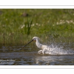 Spatule blanche - Platalea leucorodia - Eurasian Spoonbill