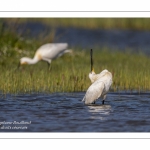 Spatule blanche - Platalea leucorodia - Eurasian Spoonbill