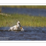 Spatule blanche - Platalea leucorodia - Eurasian Spoonbill